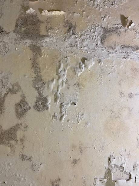 Attic Mold Removal in Country Knolls, NY